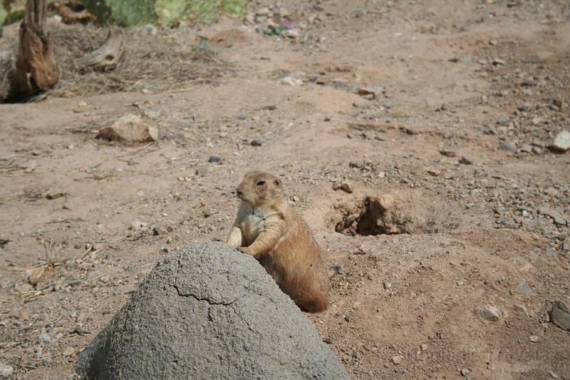 IMG_9349.JPG - Prarie Dog