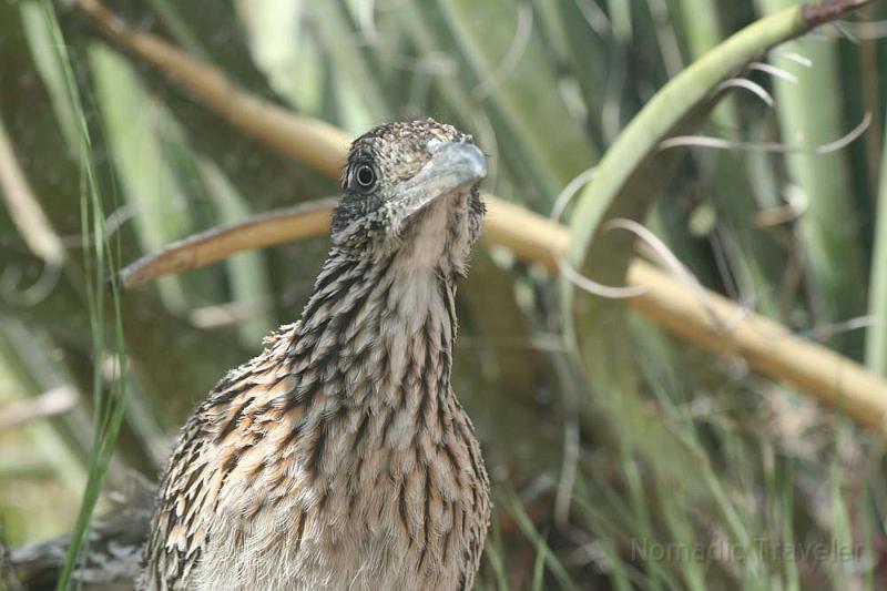 IMG_9383.JPG - Road Runner