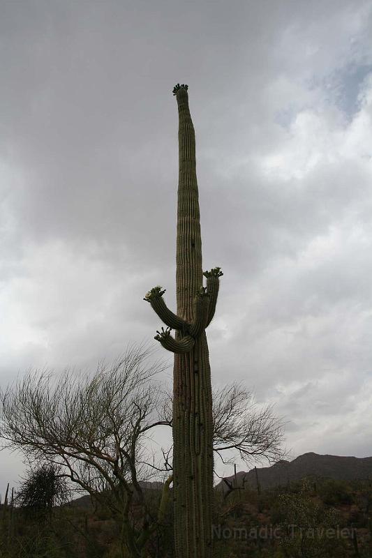IMG_9244.JPG - Saguaro Cactus