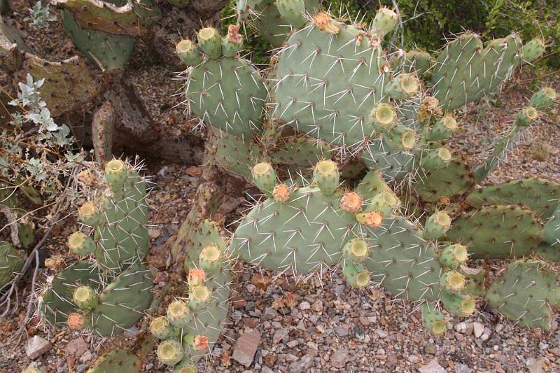 IMG_9248.JPG - Prickly Pear