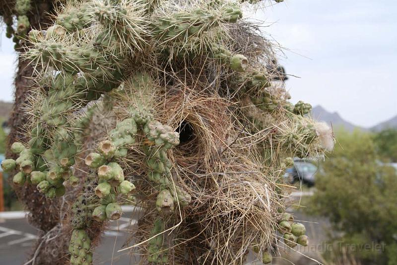 IMG_9249.JPG - Birds nest in the cacti.