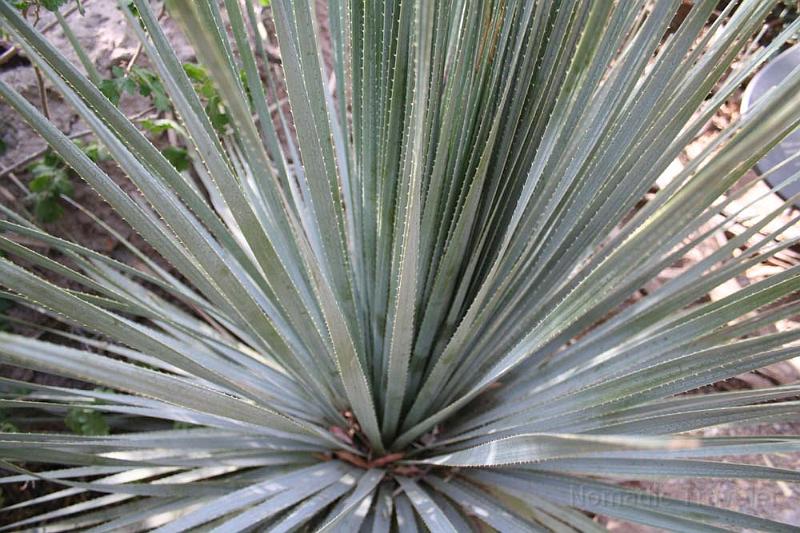 IMG_9332.JPG - Agave Plant (used to make tequila)