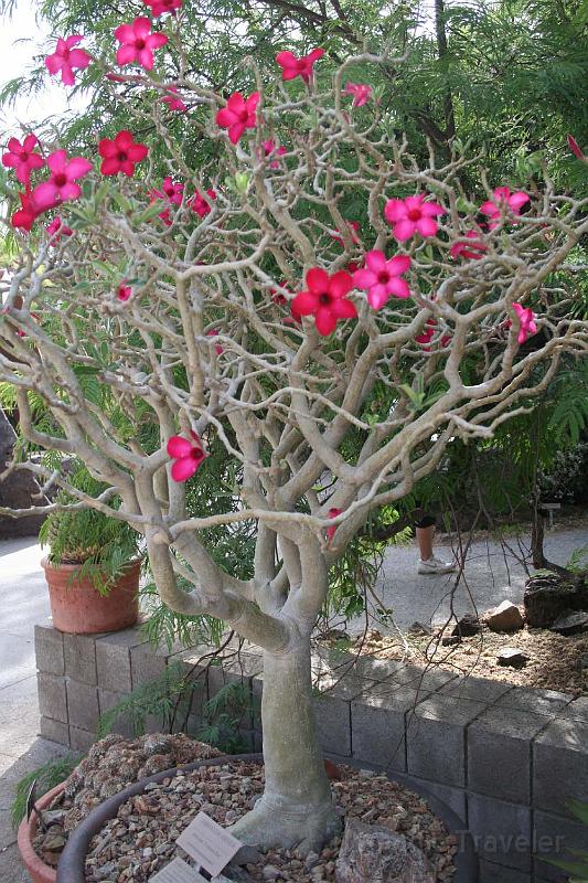 IMG_9449.JPG - Adenium Crimson Star