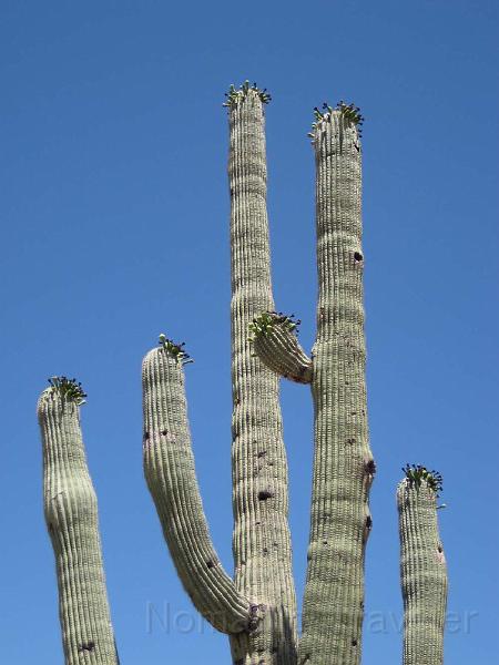 IMG_9512.JPG - Bird's nests in the Saguaro