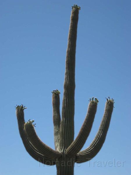 IMG_9517.JPG - Saguaro Cactus