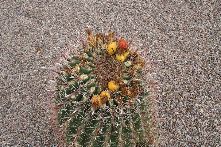 IMG_9605.JPG - Lovely cactus adorns the parking lot in front of the Titan 2 Missile Museum.