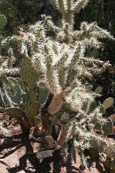 IMG_0011.JPG - Jumping Cholla