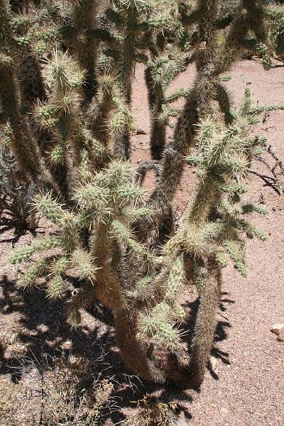 IMG_9979.JPG - Munz cholla