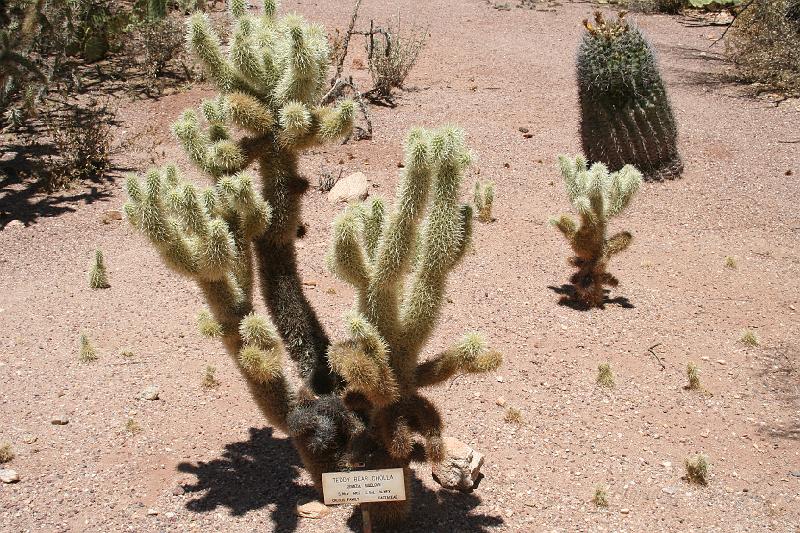 IMG_9981.JPG - Teddy Bear Cholla