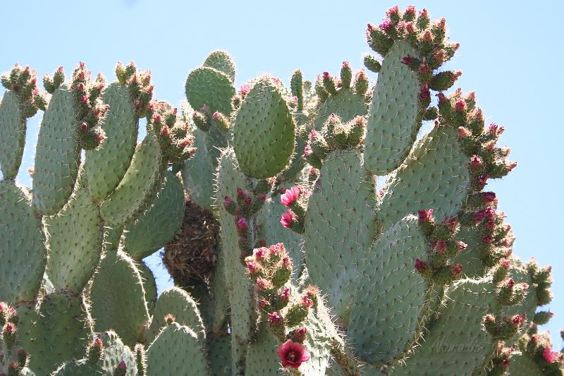 IMG_9989.JPG - Prickly Pear