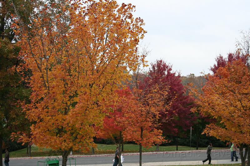 IMG_9814.JPG - Beautiful Fall colors. Beautiful days ahead!