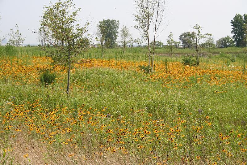 IMG_9581.JPG - Liberty Island, Black Eyed Susans