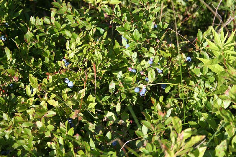 IMG_9713.JPG - Wild Maine Blueberries