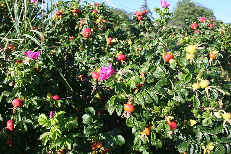 IMG_9720.JPG - Rose Hips, maybe?