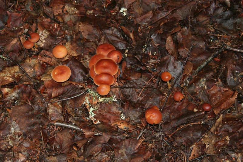 IMG_0005.JPG - More wild mushrooms.